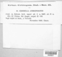 Epicoccum andropogonis image